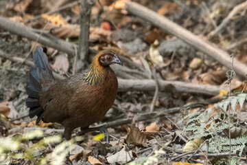  Red junglefowl in the wild