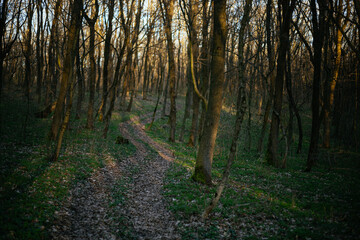 Fototapeta premium forest road leads to the mountain