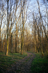 forest road leads to the mountain