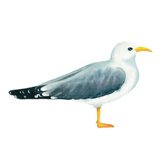 Grey seagull portrait on white background. Watercolor sea gull standing on his feet. Watercolor seagull wildlife bird isolated. Beach art on the theme of sea fishing. Hand painted illustration. Could