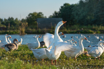 farm, white and gray geese on the farm in summer, close up