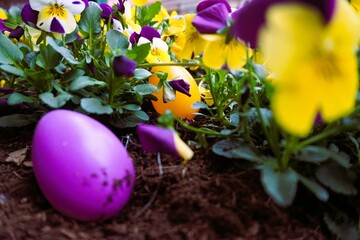 Osterdekoration mit lila Ei aus Plastik vor lila-gelben Steifmütterchen in Blumenbeet am Nachmittag im Frühling
