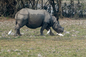 Fototapeta premium Indian one-horned rhino in the wild
