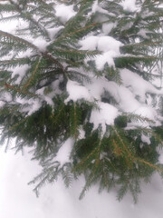winter background: snow-covered pine branches