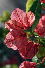Watercolor Flowering Bougainvillea