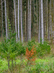 Wiederaufforstung durch Anpflanzen junger Bäume im Mischwald