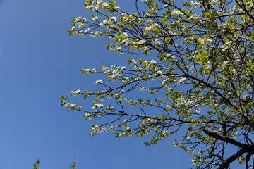 spring garden with cherry blossoms in sunny weather