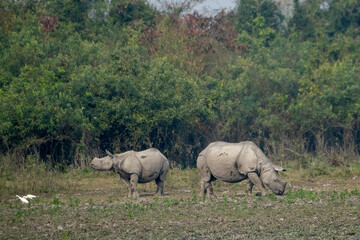 Indian one-horned rhino in the wild