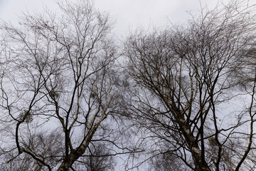 cloudy weather in windy weather in the winter park with birch tree