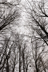 bare branches of maples in the winter season in the park