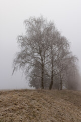 deciduous trees growing in winter in snow in cloudy weather