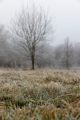 trees after frosts in foggy weather