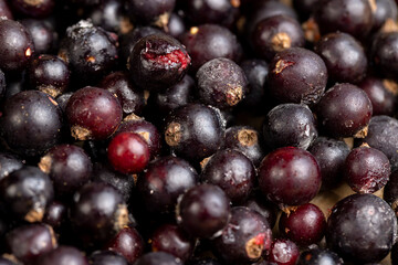 fresh frozen currants for long-term storage