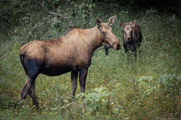 Moose in the forest, Alaska