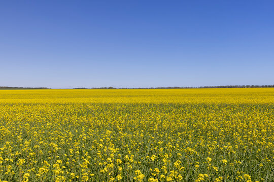 rapeseed blooming in a field with yellow flowers - Powered by Adobe