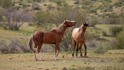 Aggressive wild horse stallions fighting in the Sonoran Salt River desert area near Mesa Arizona United States