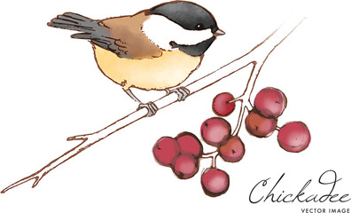 Vector illustration of a black-capped chickadee sitting on a berry branch