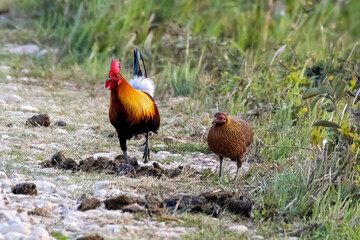  Red junglefowl in the wild