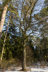 trees without foliage in the winter season