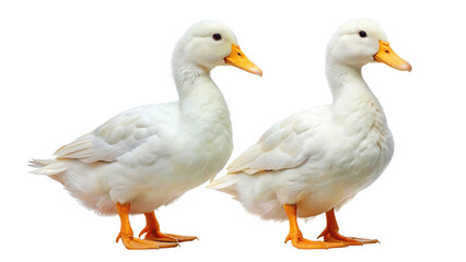 2 white ducks isolated on Transparent background. National Mother Goose Day