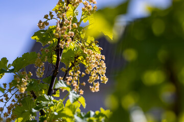 spring-blooming currant in sunny weather