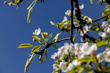 cherry blossoms in the orchard