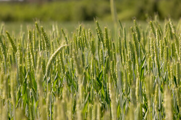 a field with green wheat in sunny weather