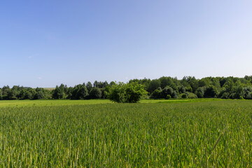 Obraz premium green ears of wheat during cultivation, unripe green wheat