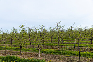 Obraz premium young apple trees in the orchard with the first foliage in spring