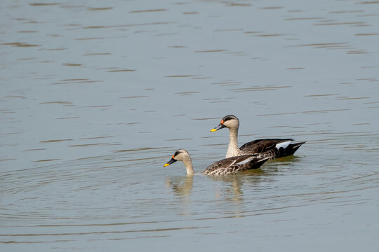 Indian spot-billed duck in the water