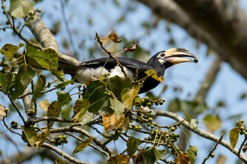 oriental pied hornbill sitting on a large tree © Iqbal