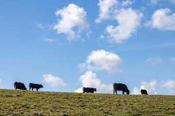 A rural Sussex view with cattle grazing on a hillside