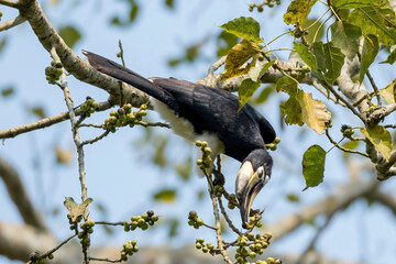 oriental pied hornbill sitting on a large tree © Iqbal
