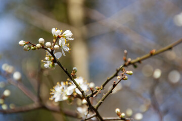 blackthorn blossom