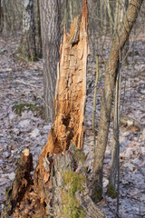 a piece of old gray brown broken tree stands in dry grass in the forest