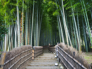 Arashiyama bamboo forest, Kyoto, Japan - 772590236