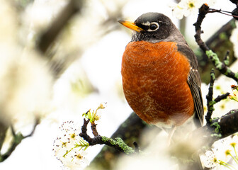Robin