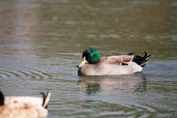 A male, Mallard Duck swimming on a pond with the green, iridescent feathers on his head shining in...