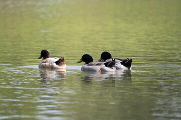 A trio of Mallard Ducks with their tail feathers sticking up as they swim away on the water of a...