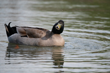 A male, Mallard Duck finging tiny water drops in the air as it shakes its head after getting a...