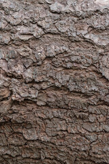 Scotch Pine Bark