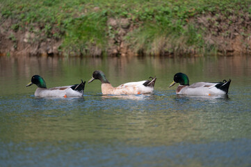 Three male Mallard Ducks swimming together in a row near the grassy shore of a pond on a sunny morning.