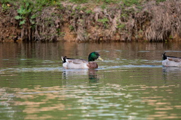 A male Mallard Duck swimming in the water near the shore of a pond on a sunny morning.