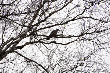 bird on tree