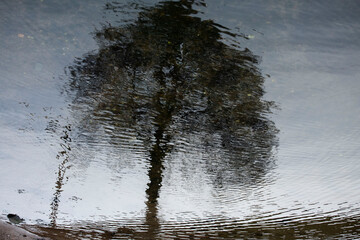 tree in water