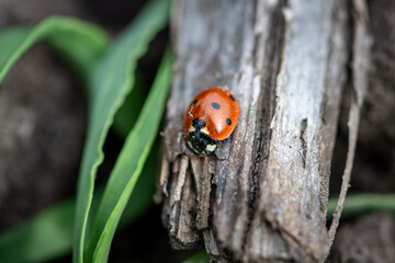 ladybird on a leaf