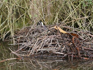 Blesshuhn brütet auf Nest-Thron auf dem Alsterkanal