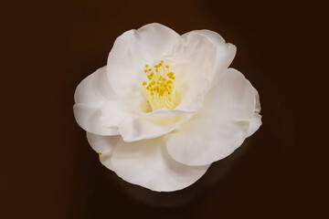 Camellia in Oregon Spring