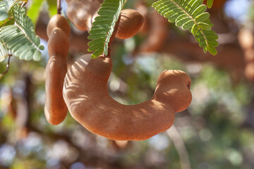 Tamarindo Samen auf einem Baum
