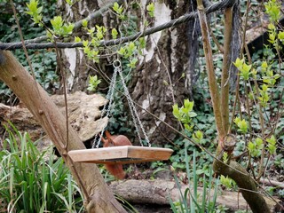 Eichhörnchen auf der Schaukel im Garten